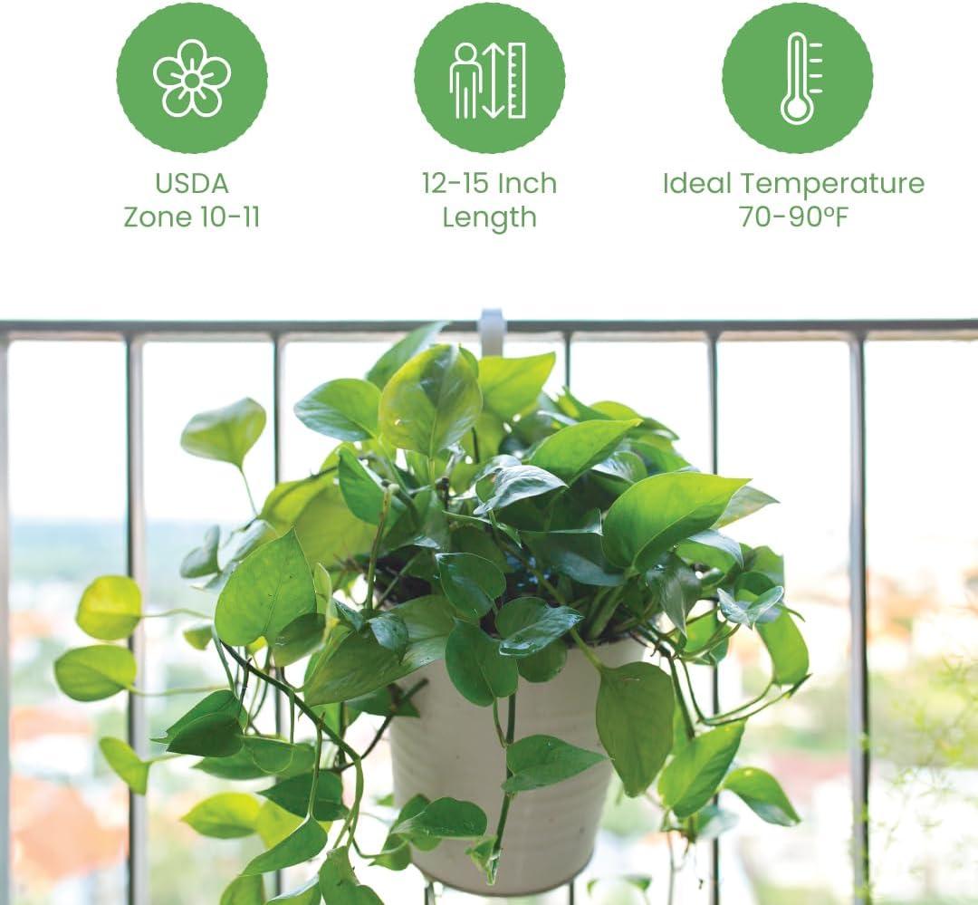 American Plant Exchange Golden Pothos Indoor/Outdoor Live Plant, 2 Gallon Hanging Basket