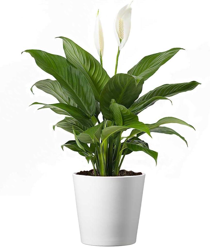 American Plant Exchange Spathiphyllum Peace Lily, Live Flowering Plant, 6-Inch Pot, Low-Light, Easy Care, Air-Purifying Houseplant