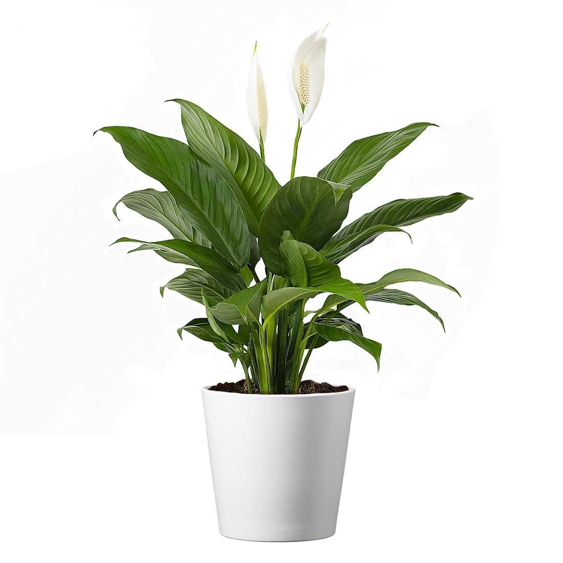 American Plant Exchange Spathiphyllum Peace Lily, Live Flowering Plant, 6-Inch Pot, Low-Light, Easy Care, Air-Purifying Houseplant