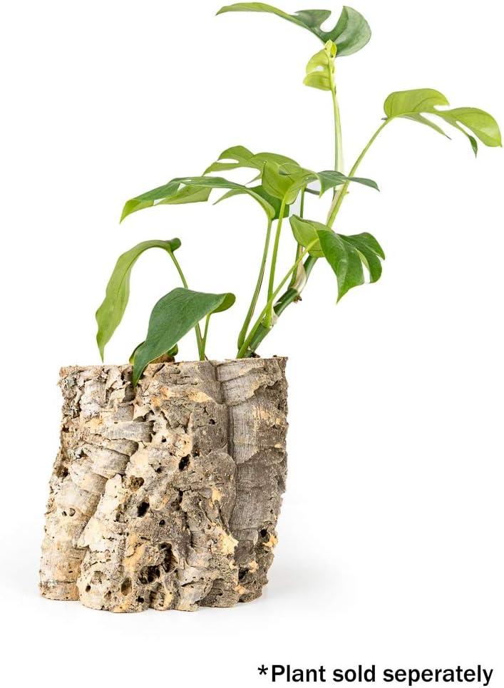 Josh's Frogs Virgin Cork Planter (6 inch tall)