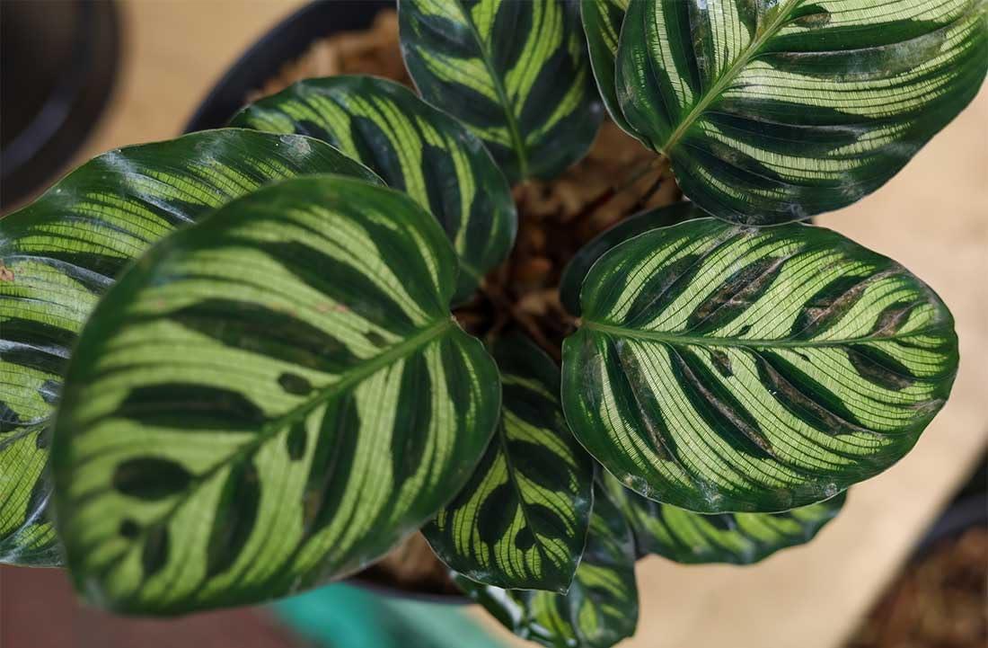 American Plant Exchange Makoyana Calathea Prayer Plant, Live Tropical Plant, Purple & Green Foliage Houseplant