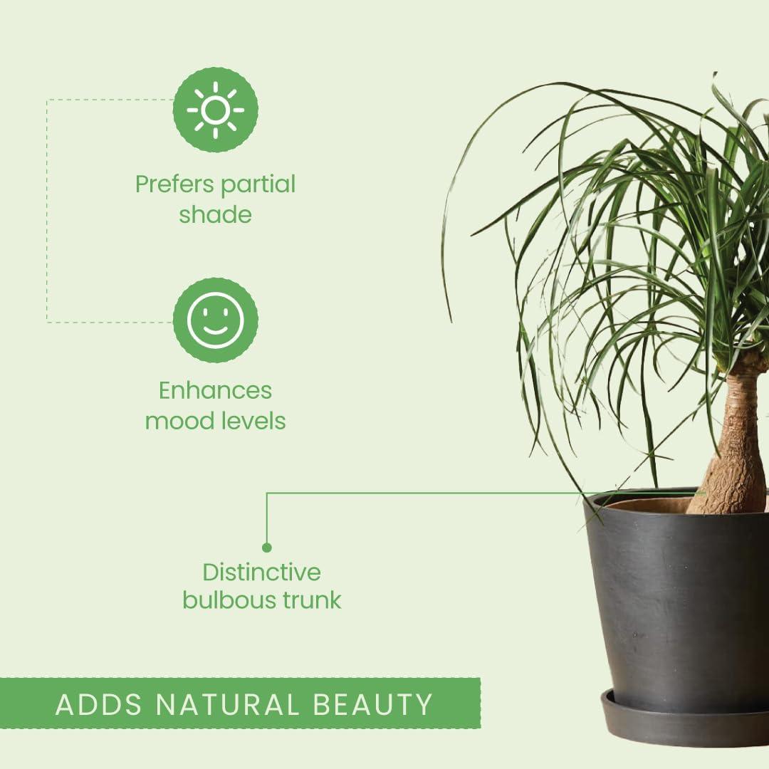 American Plant Exchange Ponytail Palm Tree, Extra Large Floor Plant, 10-Inch Pot, 3ft Tall, One-of-a-Kind Houseplant