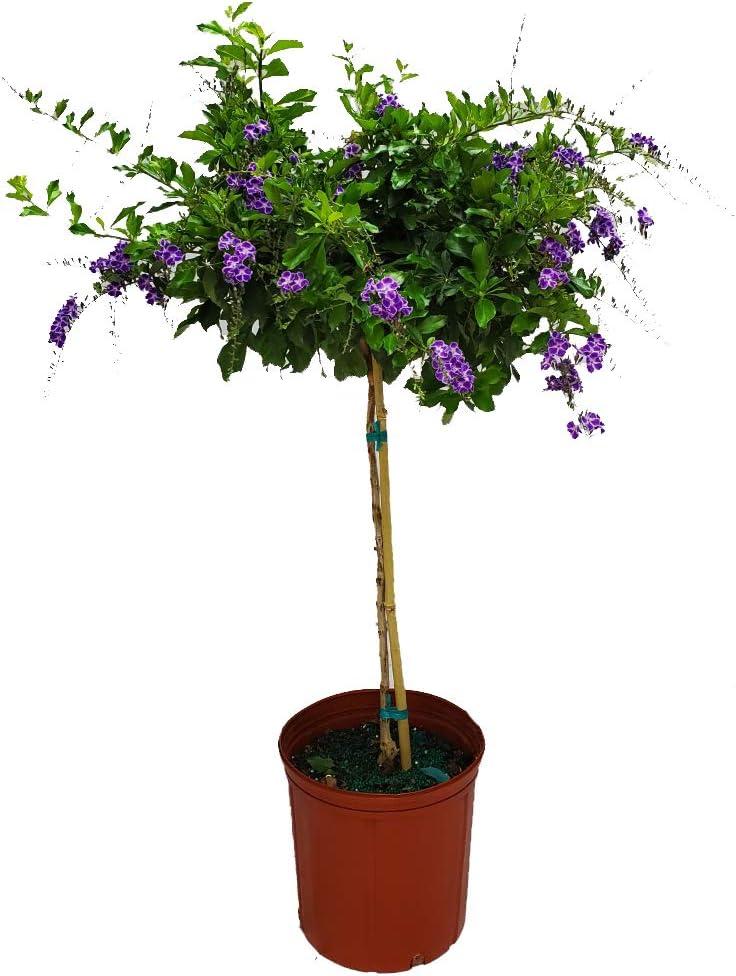 Tropical Plants of Florida 36" to 42" Sapphire Showers Duranta Tree; Full Sunlight, Nursery Pot