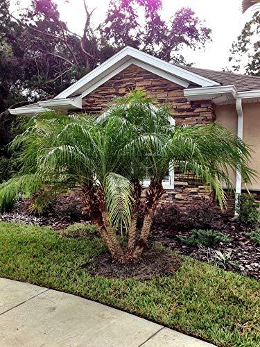 Phoenix Roebelenii Green Miniature Pygmy Date Palm Tree