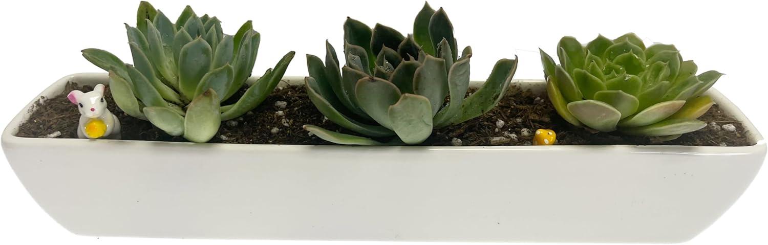 Kipokalor Rectangular Long Succulent Planter Pot,1 Set 11.1x2.36x1.77inch Long Modern Minimalist White Ceramic with Saucer for Office,Desk,Window.
