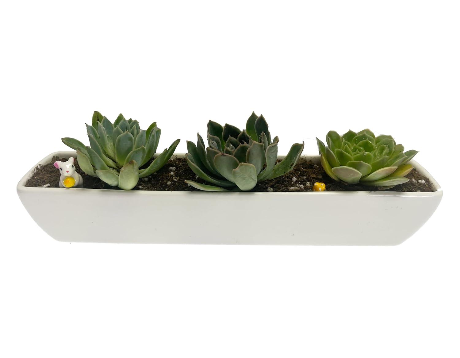 Kipokalor Rectangular Long Succulent Planter Pot,1 Set 11.1x2.36x1.77inch Long Modern Minimalist White Ceramic with Saucer for Office,Desk,Window.