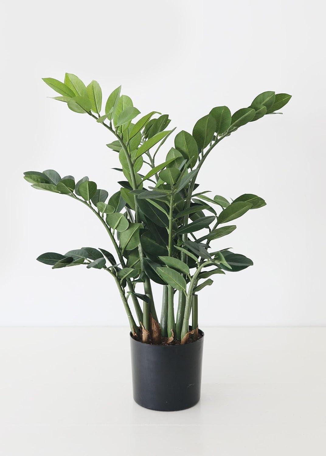 Artificial 30" Green Silk ZZ Plant in Black Pot