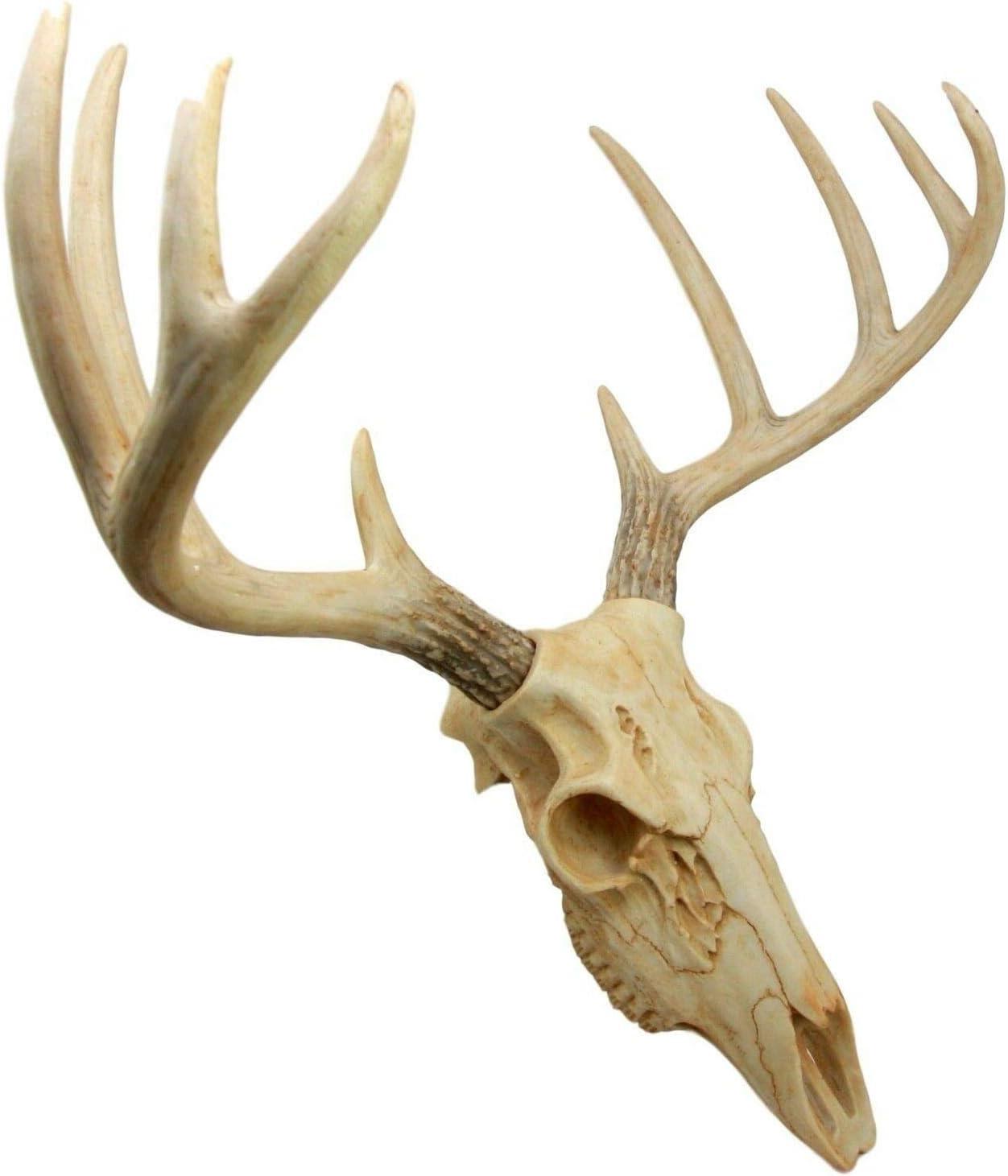蝦夷鹿hunting trophy（deer skull） 蝦夷鹿hunting trophy（deer skull） 蝦夷鹿hunting trophy
