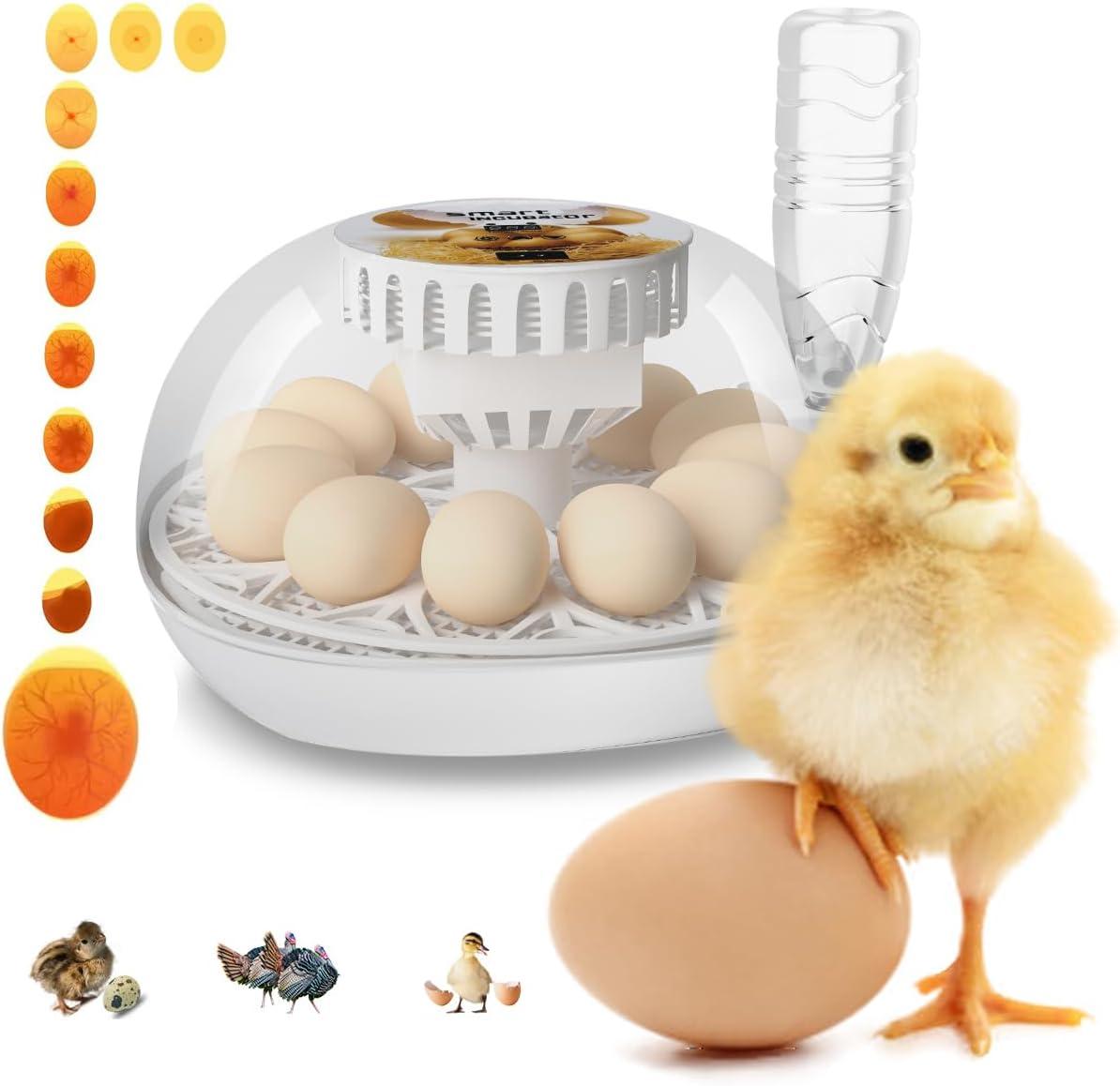 Lreerge Egg Incubator, 12 Eggs Incubator with Automatic Egg Turning, Automatic Water Adding, 360 Degree View, for Hatching Chicken Goose Quail Duck