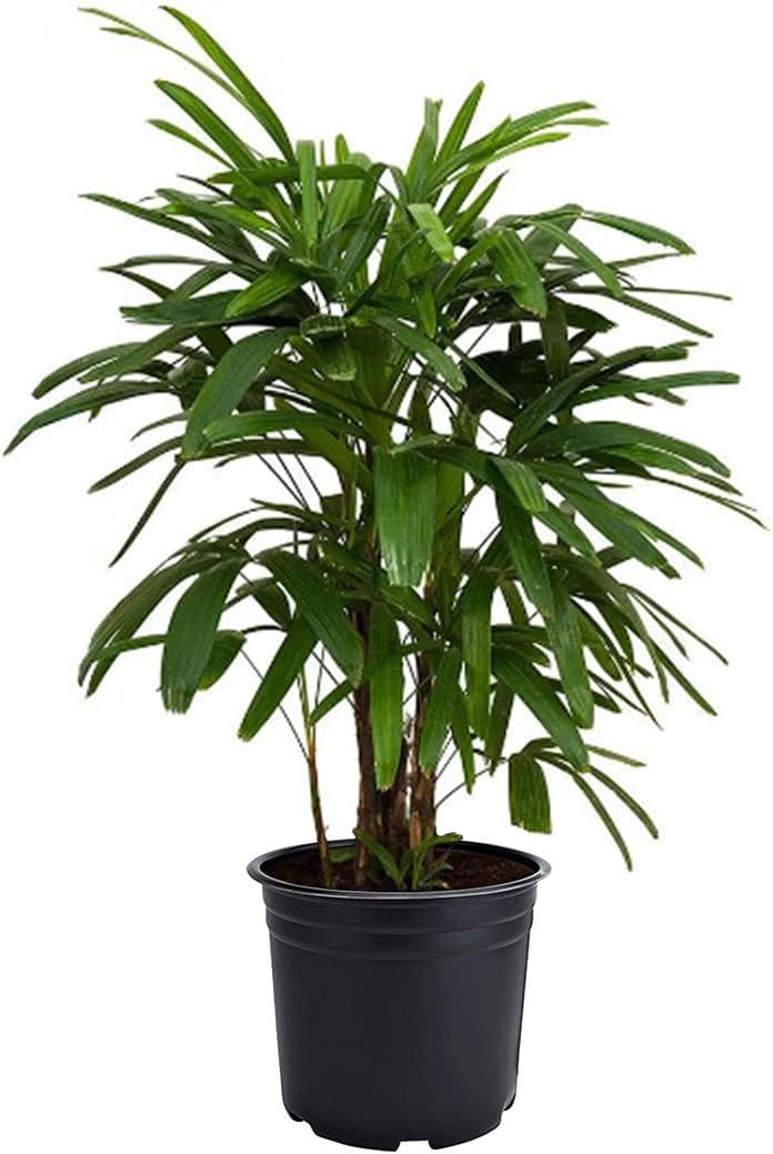 Rhapis Lady Palm in 6-Inch Black Pot, Evergreen Indoor Plant