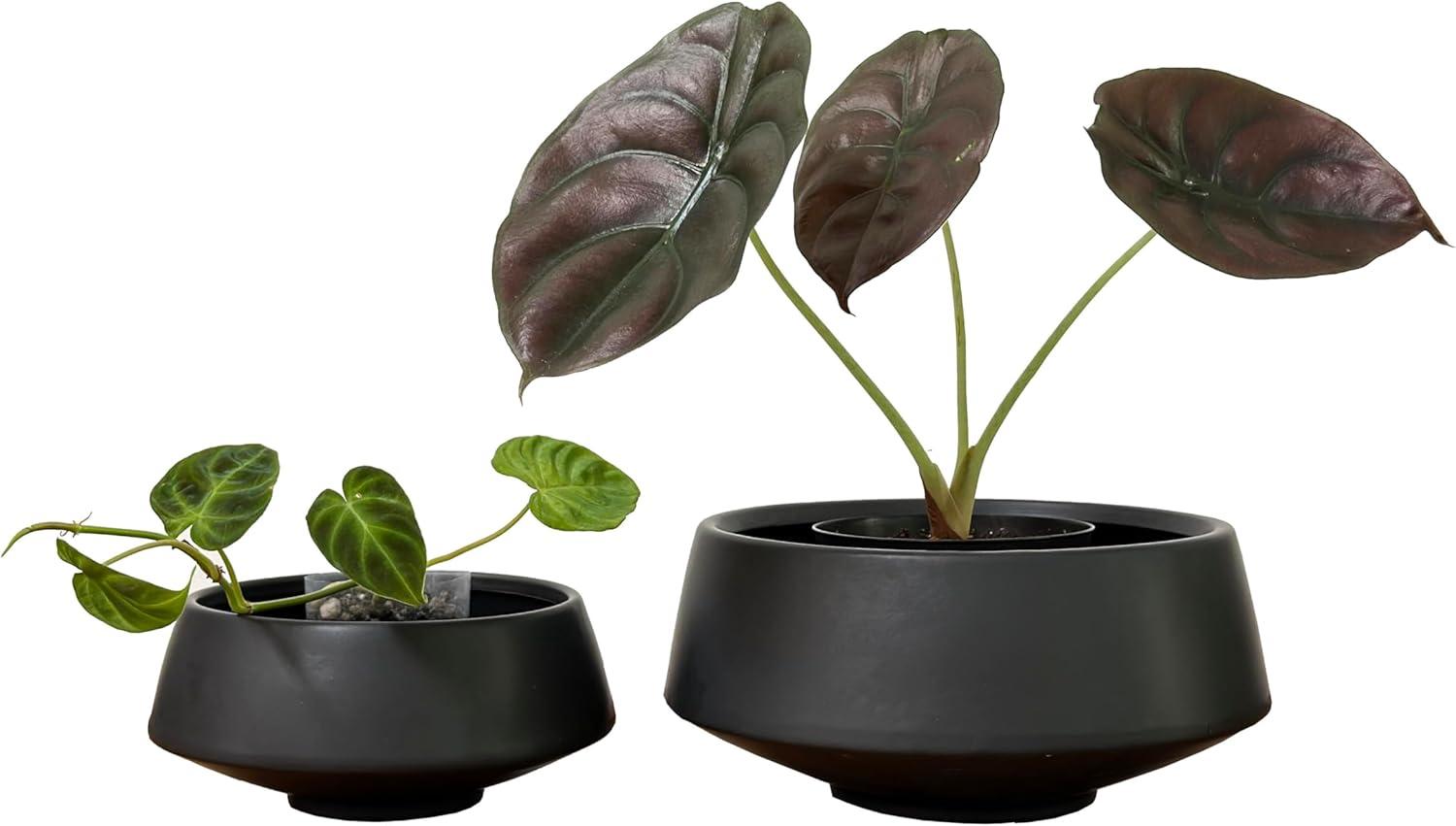 Black Ceramic Indoor Succulent Planters Set of Two