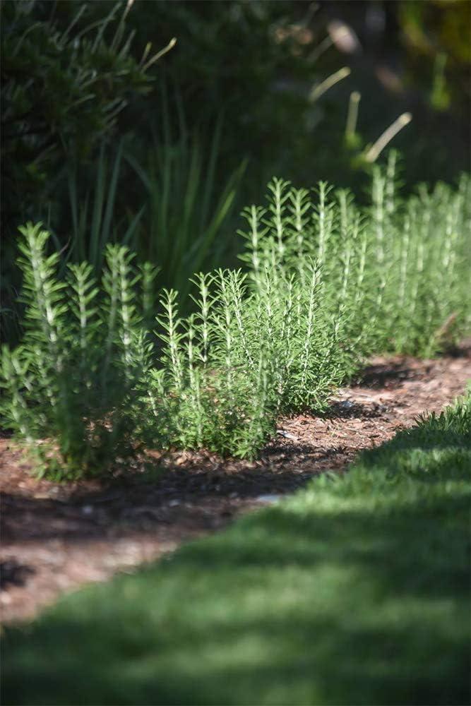 American Plant Exchange American Plant Exchange Rosemary Tuscan Blue, 6-Inch Pot , Live Fragrant Houseplant, Aeromatic Cooking Spice for Home and Garden