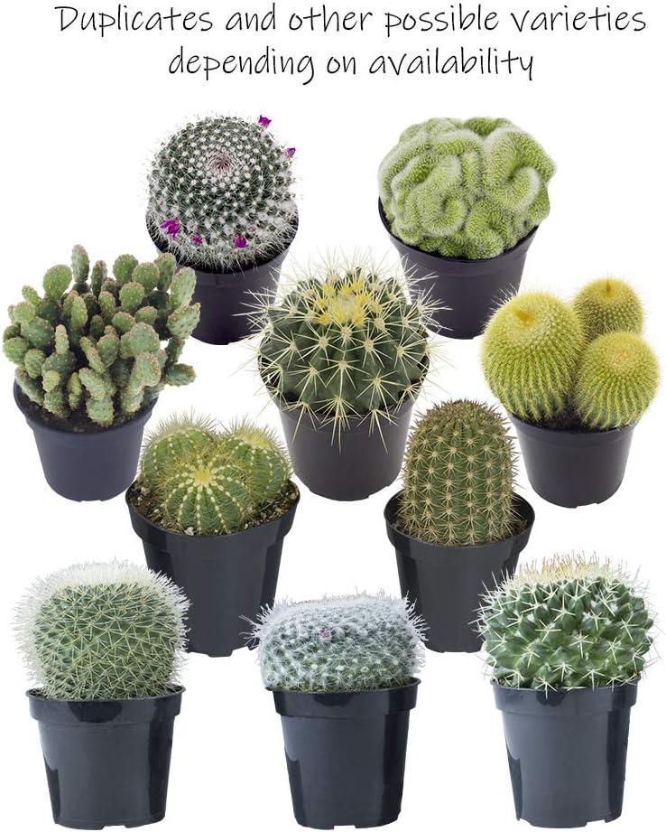 Altman Plants Large Cactus Plants 3-Pack; 3.5 Inch Grower Pots, Full Sun; Easy Plant Care