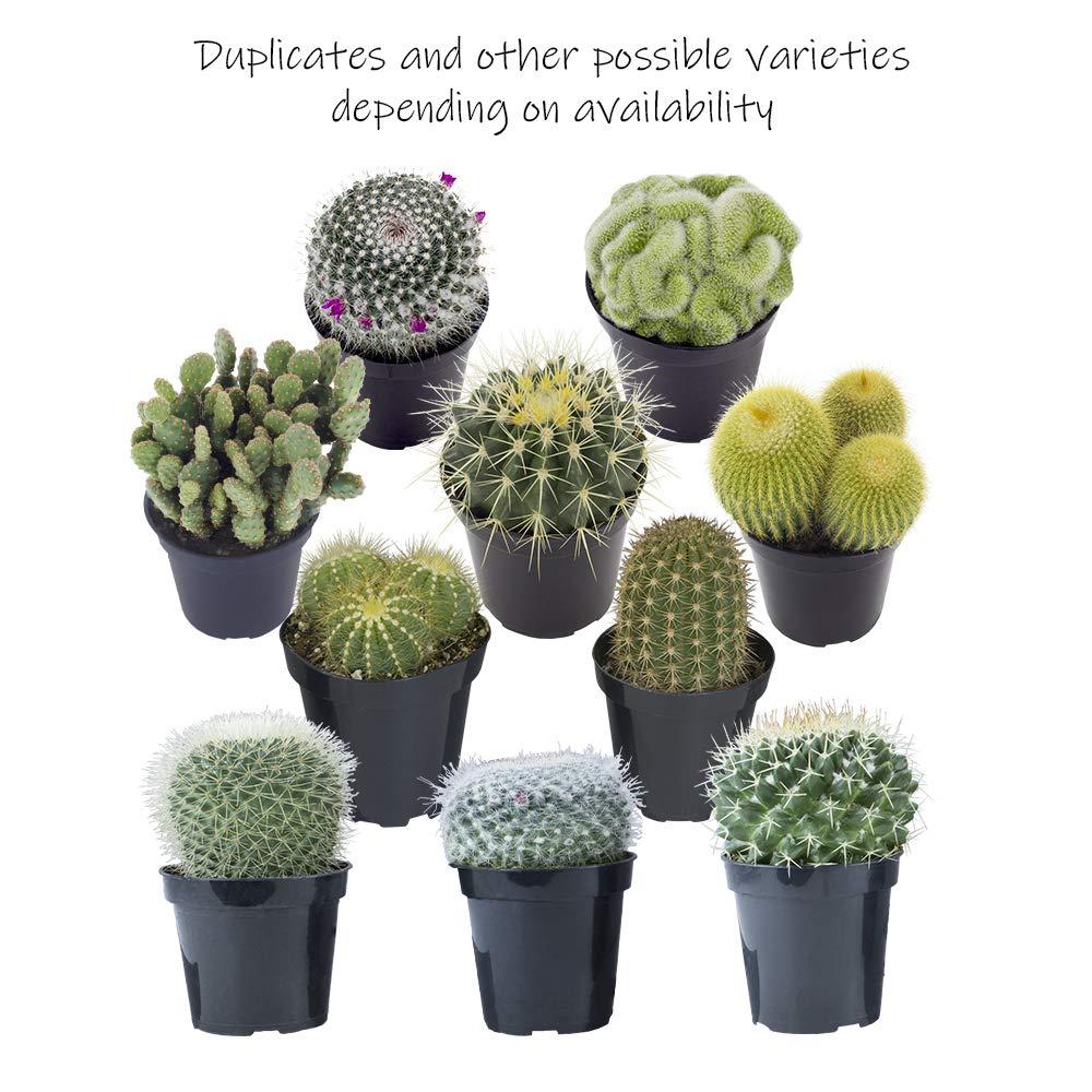 Altman Plants Large Cactus Plants 6-Pack; 3.5 Inch Grower Pots, Full Sun; Easy Plant Care
