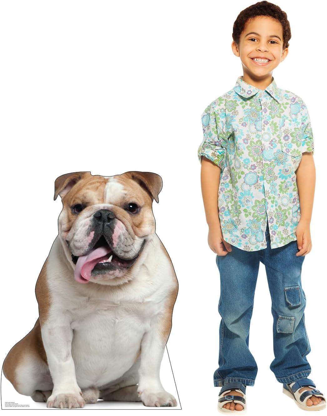 36 x 27 in. English Bull Dog Life-Size Cardboard Cutout