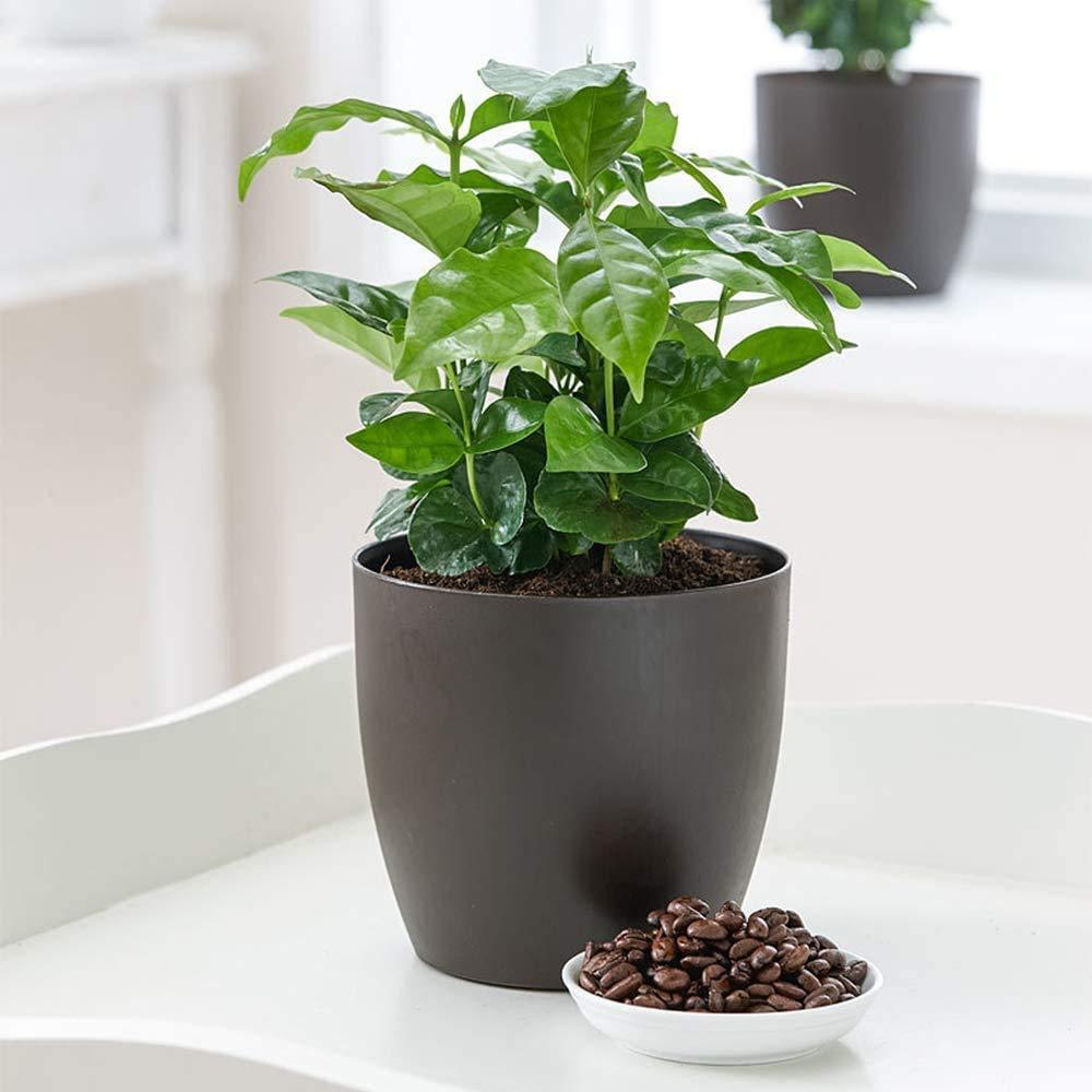 American Plant Exchange American Plant Exchange Arabica Coffee Plant, 6-Inch Pot, Live Fruiting Houseplant, Deep Green Foliage