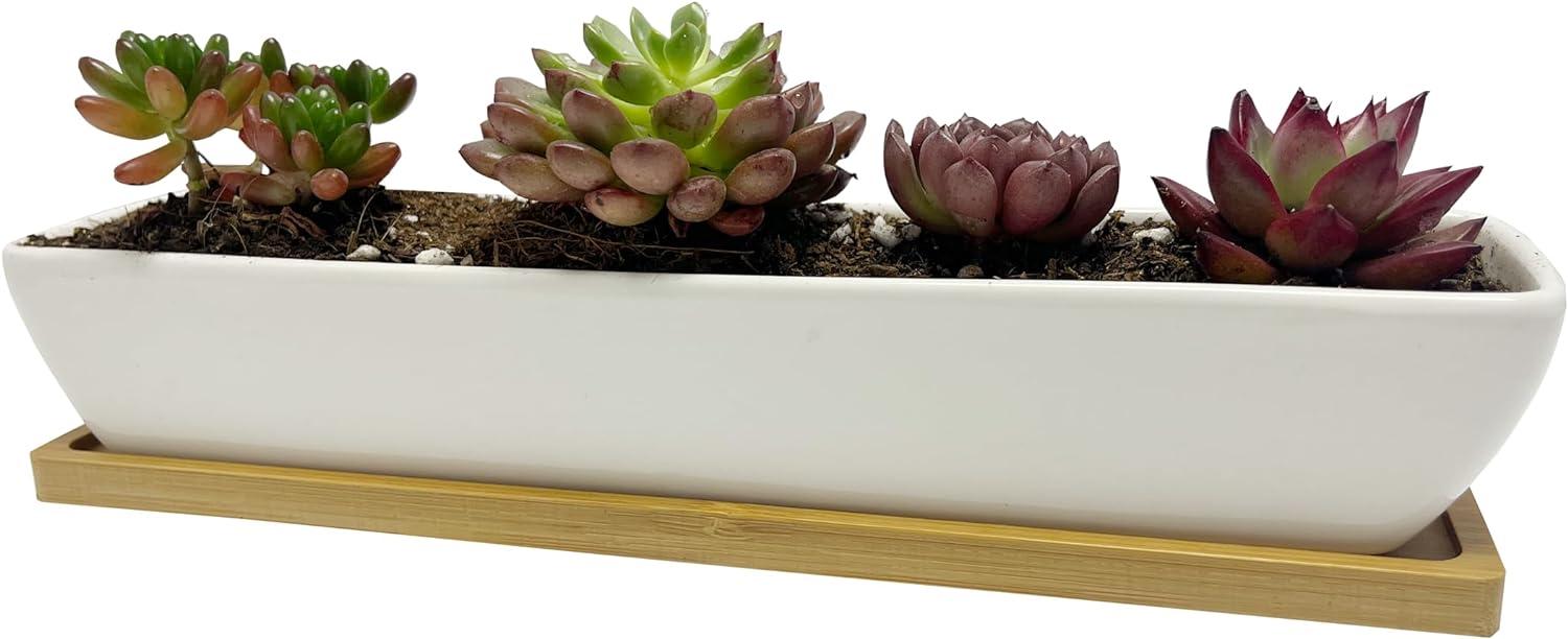 White Ceramic Rectangular Succulent Planter with Bamboo Saucer