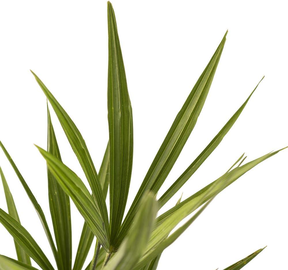 American Plant Exchange Windmill Palm Tree, Cold-Hardy Outdoor Landscape Plants, Zones 7-11