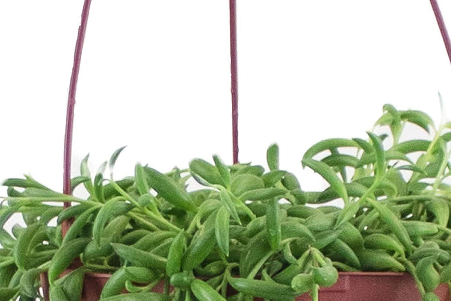 Cascading String of Bananas Indoor Succulent in Natural Pot