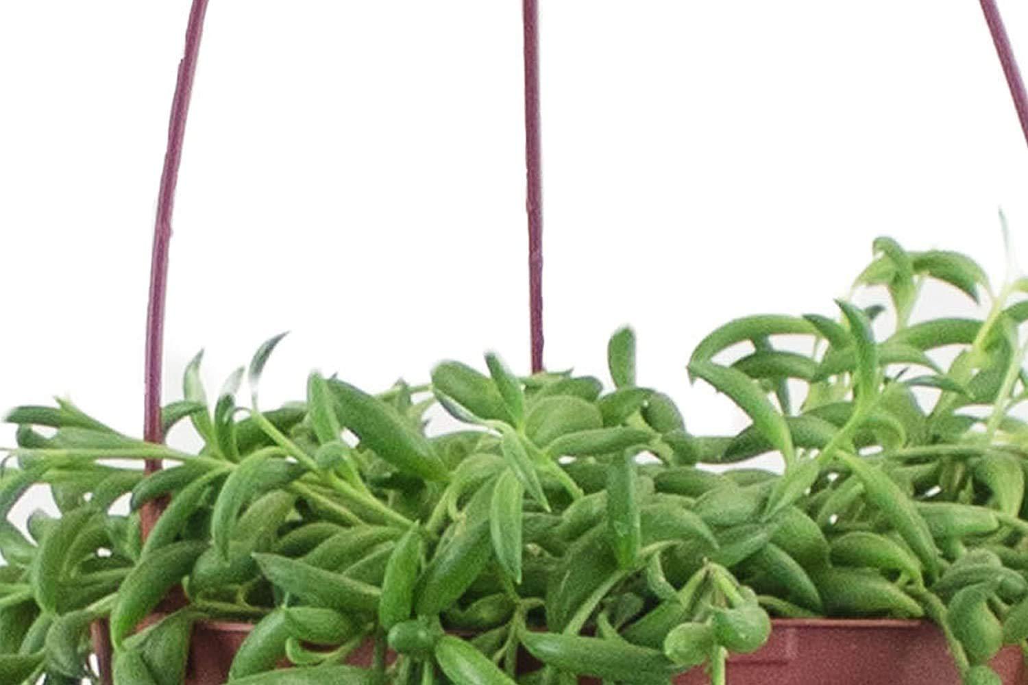 Home Botanicals Hanging String of Bananas Succulent in 6" Grow Pot with Hanger Included