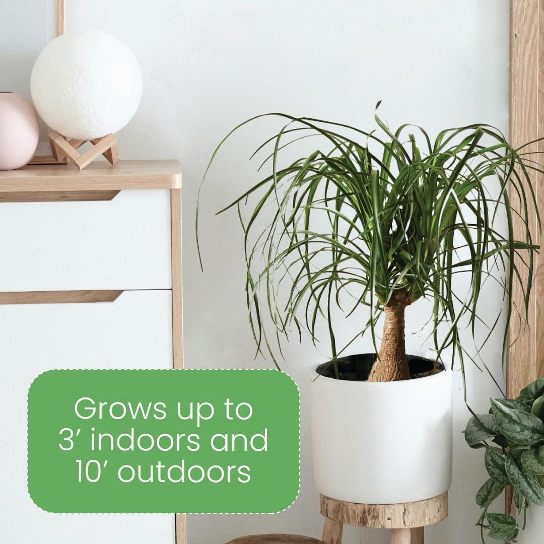 American Plant Exchange Ponytail Palm Tree, Extra Large Floor Plant, 10-Inch Pot, 3ft Tall, One-of-a-Kind Houseplant