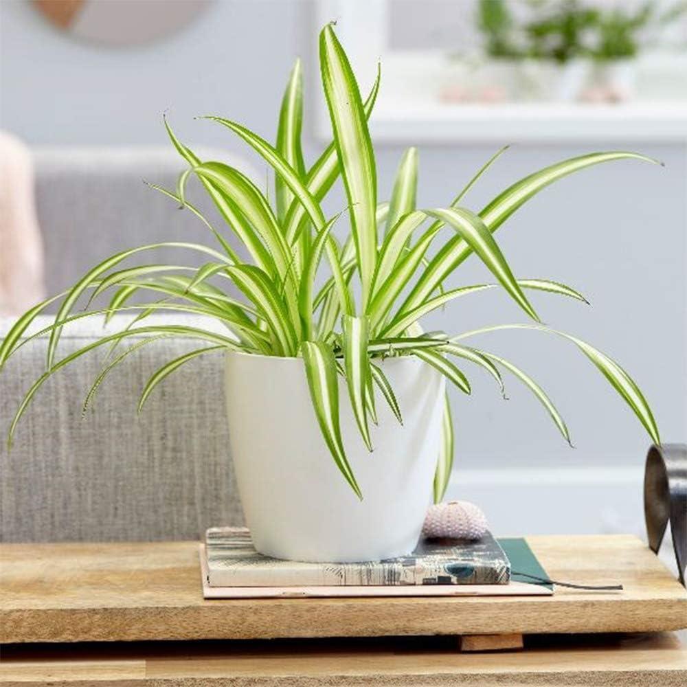 Variegated Green and White Spider Plant in 6" Pot