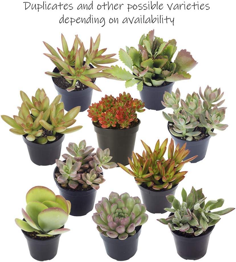 Altman Plants Live Succulent Plants 4-Pack - Desert Fire House Plant Mix - Full Sun - 2.5-Inch Pots