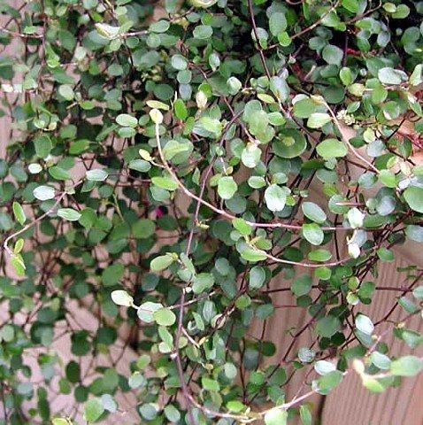 Biblical Angel Vine in 2.5" Pot for Full Sun Exposure
