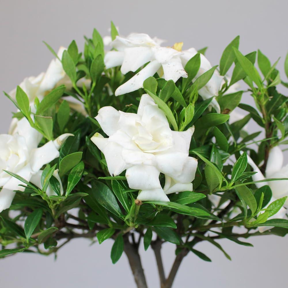 Brussel's Live Gardenia Outdoor Bonsai Tree - 8 Years Old; 8" to 12" Tall with Decorative Container, Humidity Tray & Deco Rock - Not Sold in Arizona