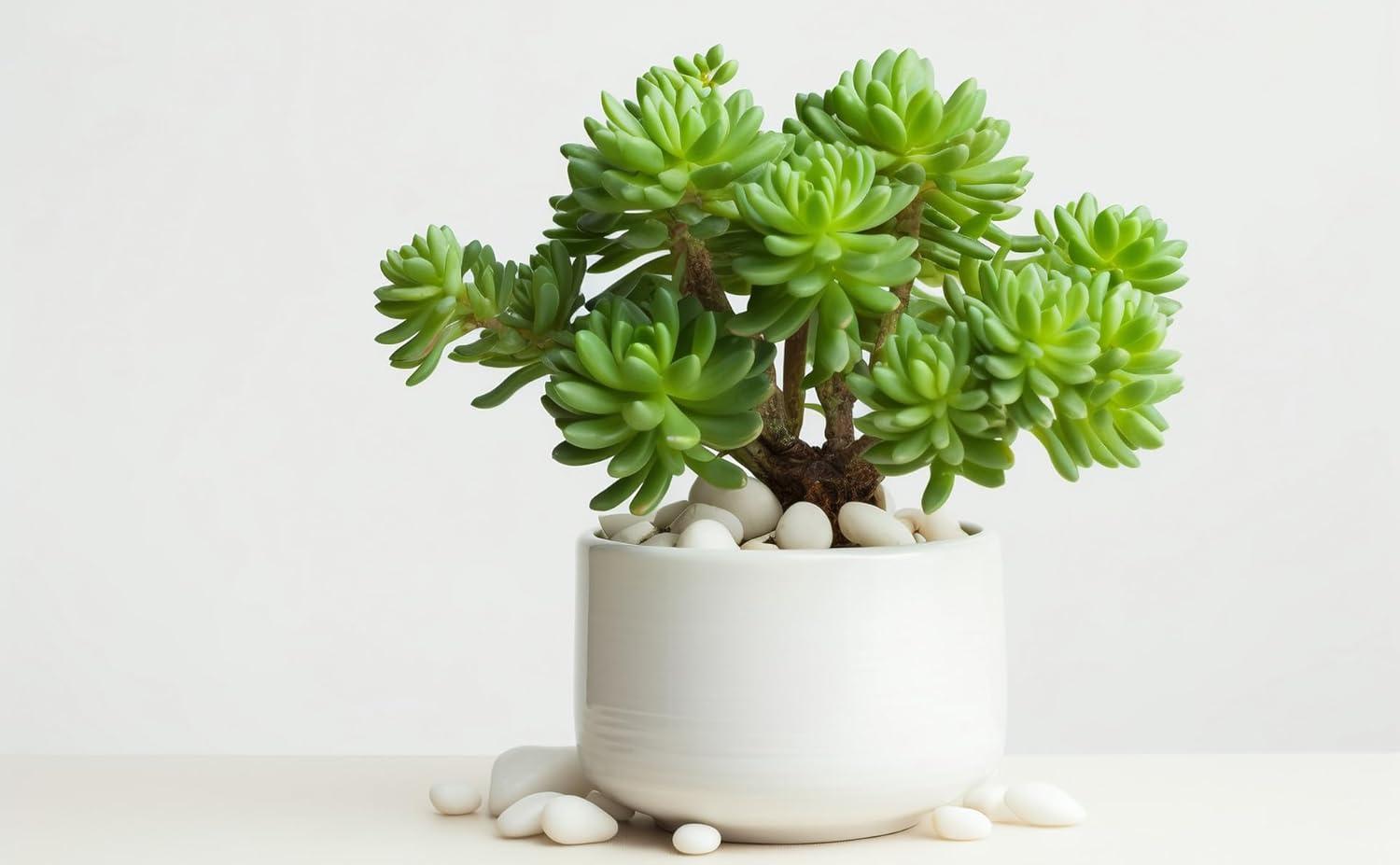 Medium White Polished River Rocks for Garden Landscaping