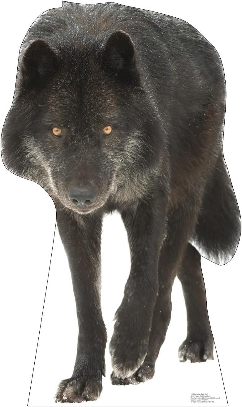 Advanced Graphics 5193 42 x 25 in. Canadian Black Wolf Life-Size Cardboard Cutout