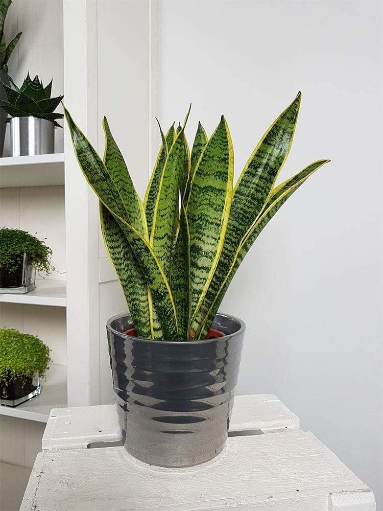 American Plant Exchange Sansevieria Laurentii, Live Snake Plant, 6-Inch Pot, Golden Edge Foliage, Easy Care, Low-Light Houseplant