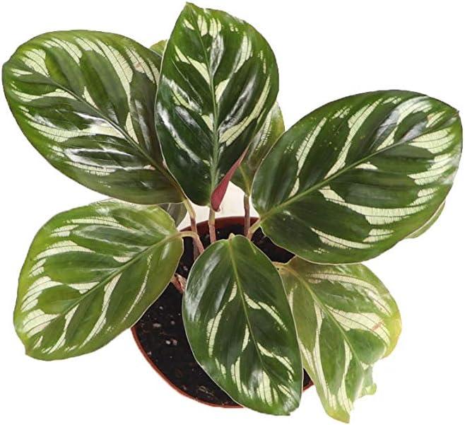 Calathea Peacock Makoyana 2'' Indoor Plant in Terracotta Pot