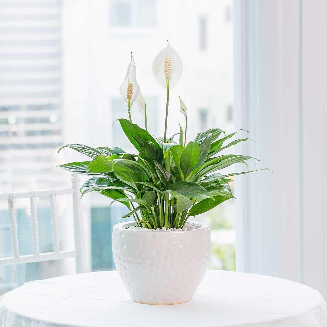 American Plant Exchange American Plant Exchange Live Flowering Plant Spathiphyllium Peace Lily, 4-Inch Pot, Bundles, Stylish Pot Cover Included