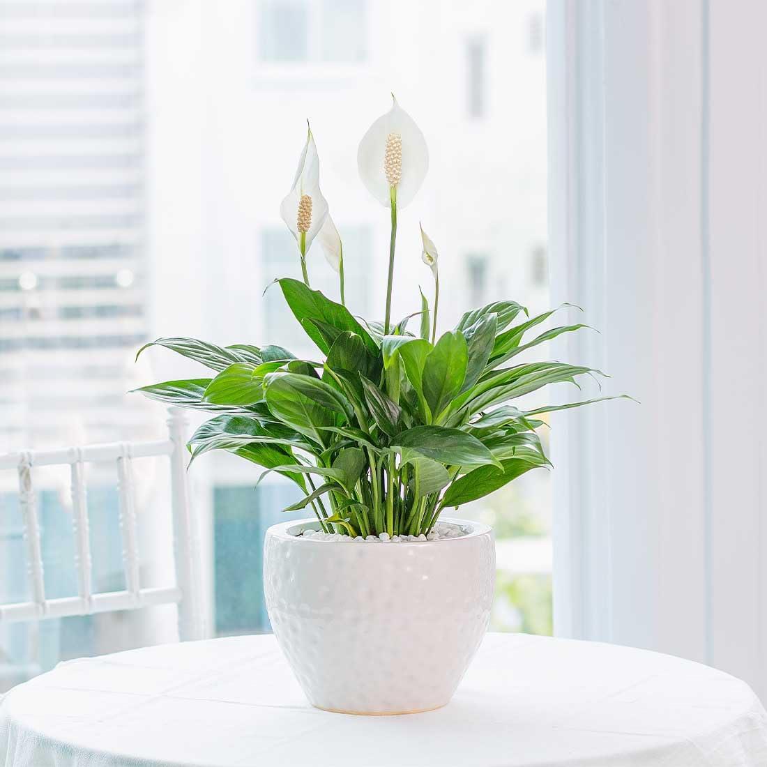 American Plant Exchange American Plant Exchange Live Flowering Plant Spathiphyllium Peace Lily, 4-Inch Pot, Bundles, Stylish Pot Cover Included