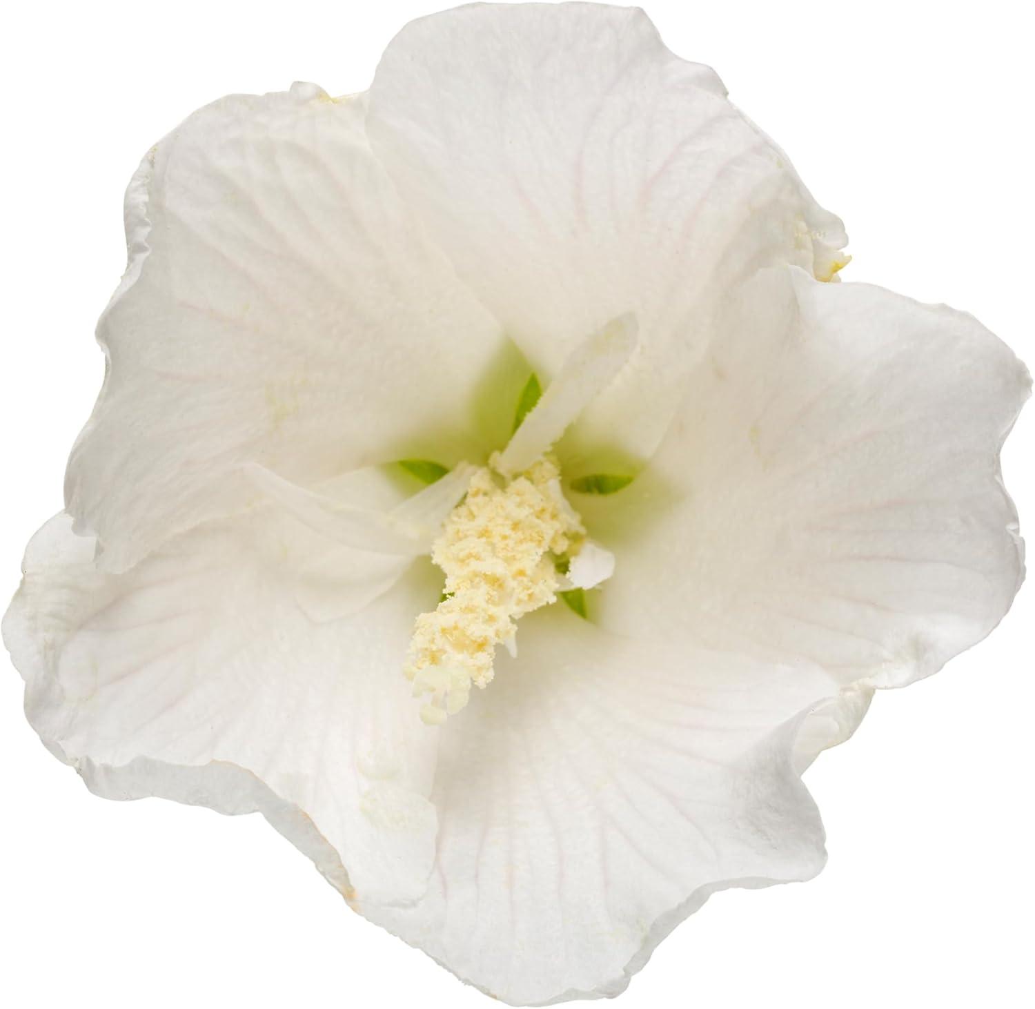 2 Gallon White Pillar Rose of Sharon Hibiscus Shrub