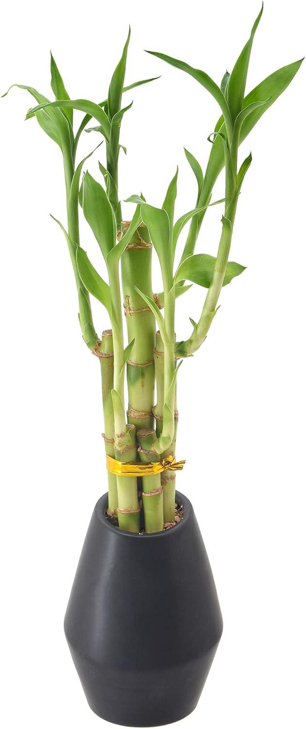 Arcadia Garden Products Live Bamboo Plant in Ceramic Pot