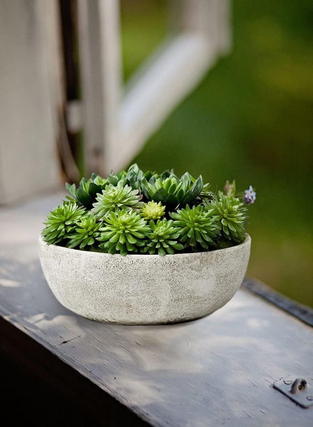 Serene Spaces Living 7" Echeveria Succulent Mix in Bowl - for Weddings and Home Décor, Real Looking Succulent for Decoration, Single