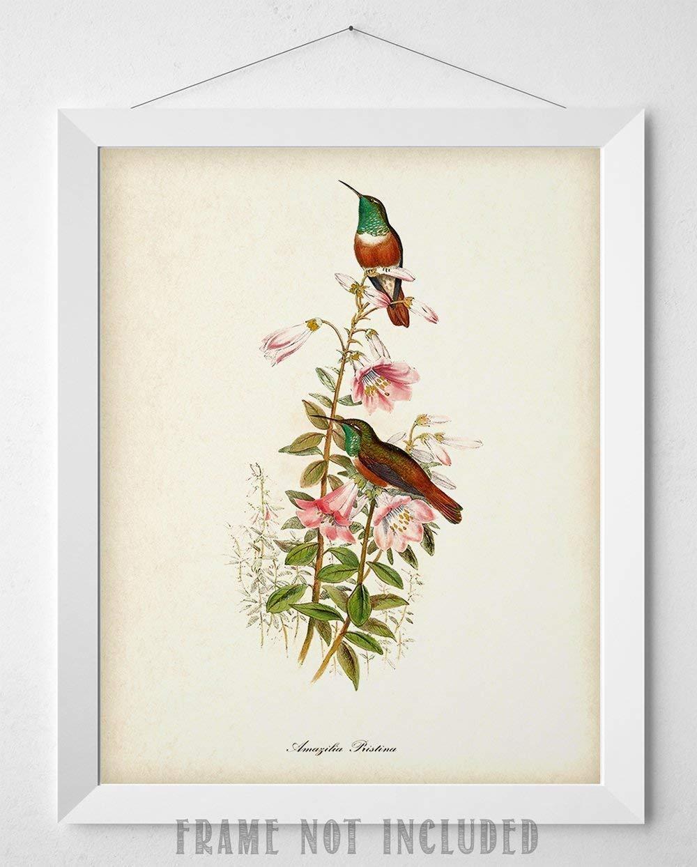 Two Hummingbirds Art Print - 11x14 Unframed Art Print - Great Home Decor and a Great Gift for Bird Watchers