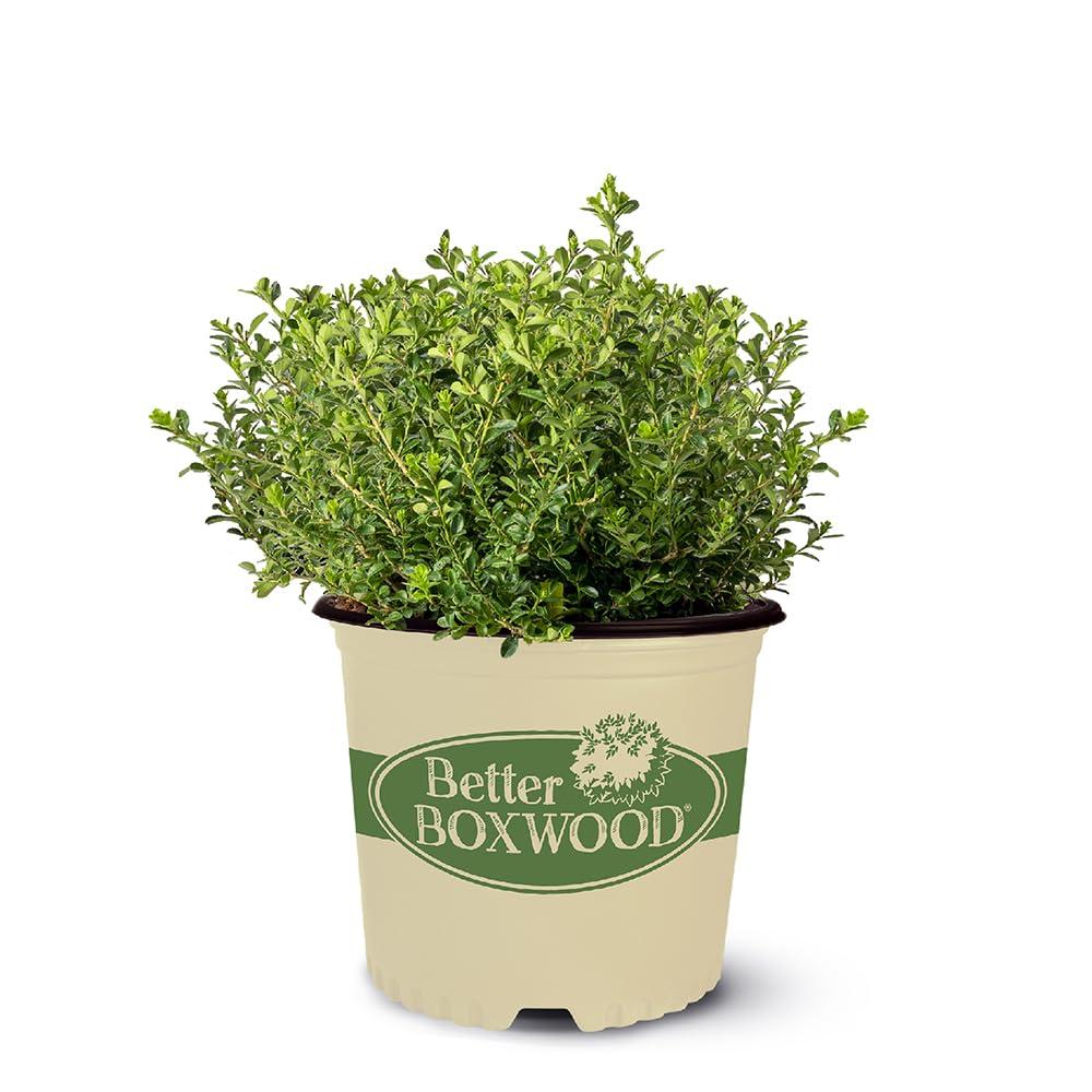 Better Boxwood Renaissance Live Shrub (1 Gallon)