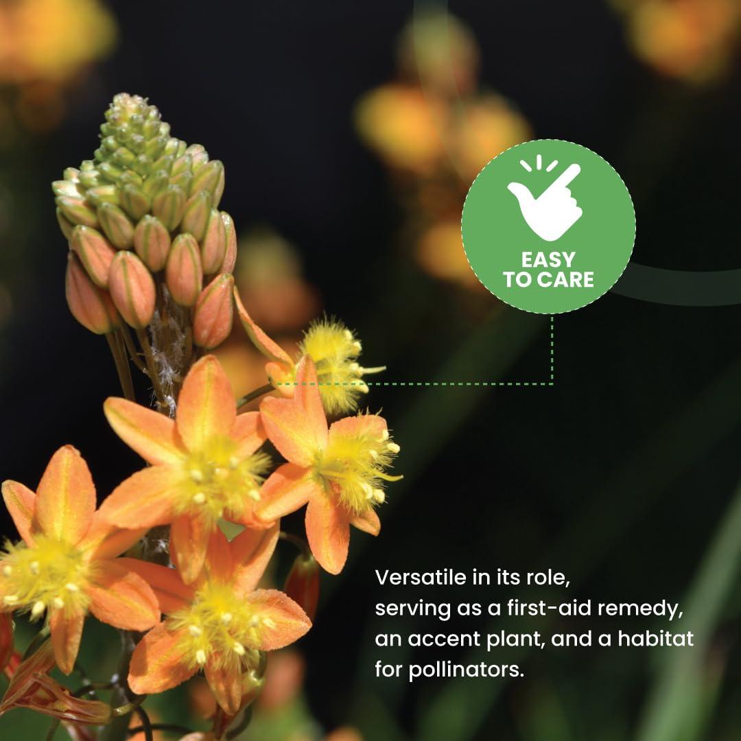 American Plant Exchange Live Orange Bulbine Landscape Plant, 6-Inch Pot