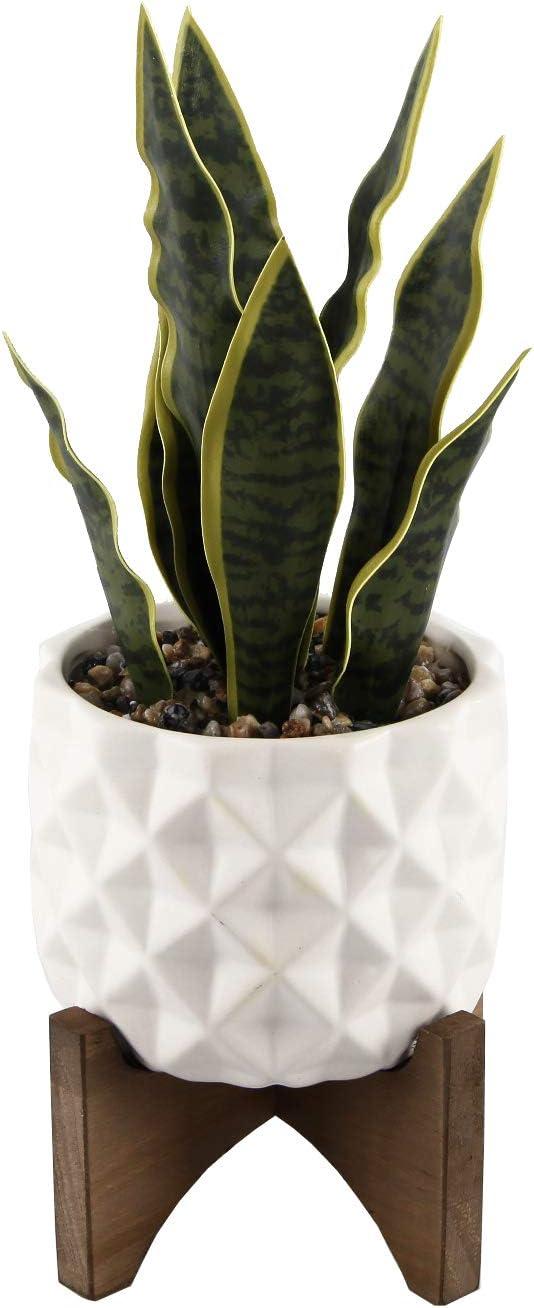 Tabletop Evergreen Succulent in White Ceramic Planter