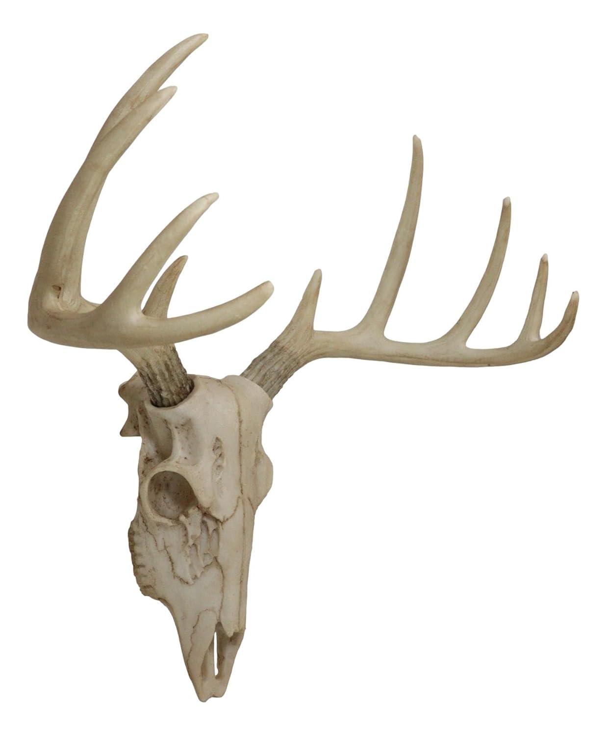 蝦夷鹿hunting trophy（deer skull） 蝦夷鹿hunting trophy（deer skull）