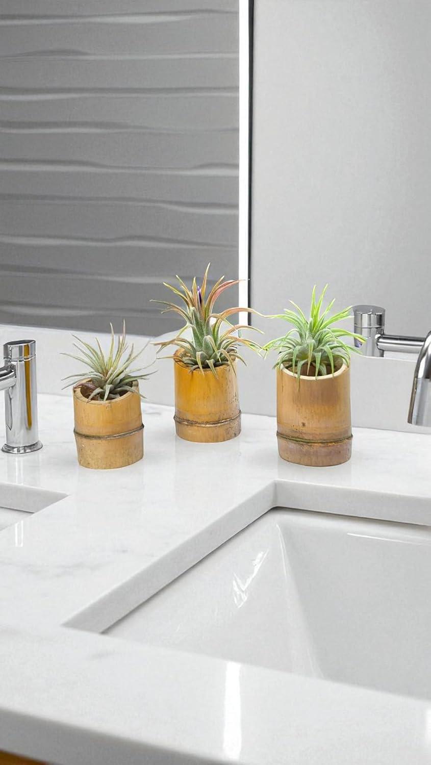 Rainforest Grown 3 Pack Ionantha Air Plants Assorted Sizes - Live Tillandsia - 1 to 3 inches - 30 Day Guarantee