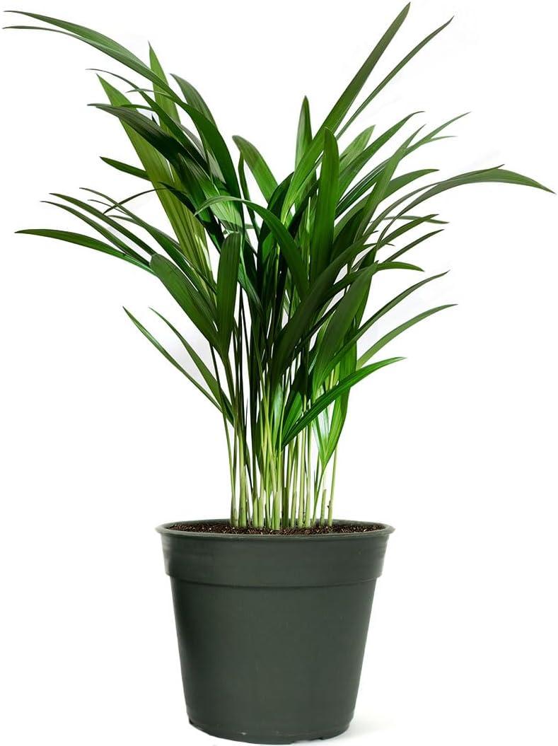 Elegant 6-Inch Green Areca Palm Indoor/Outdoor Plant