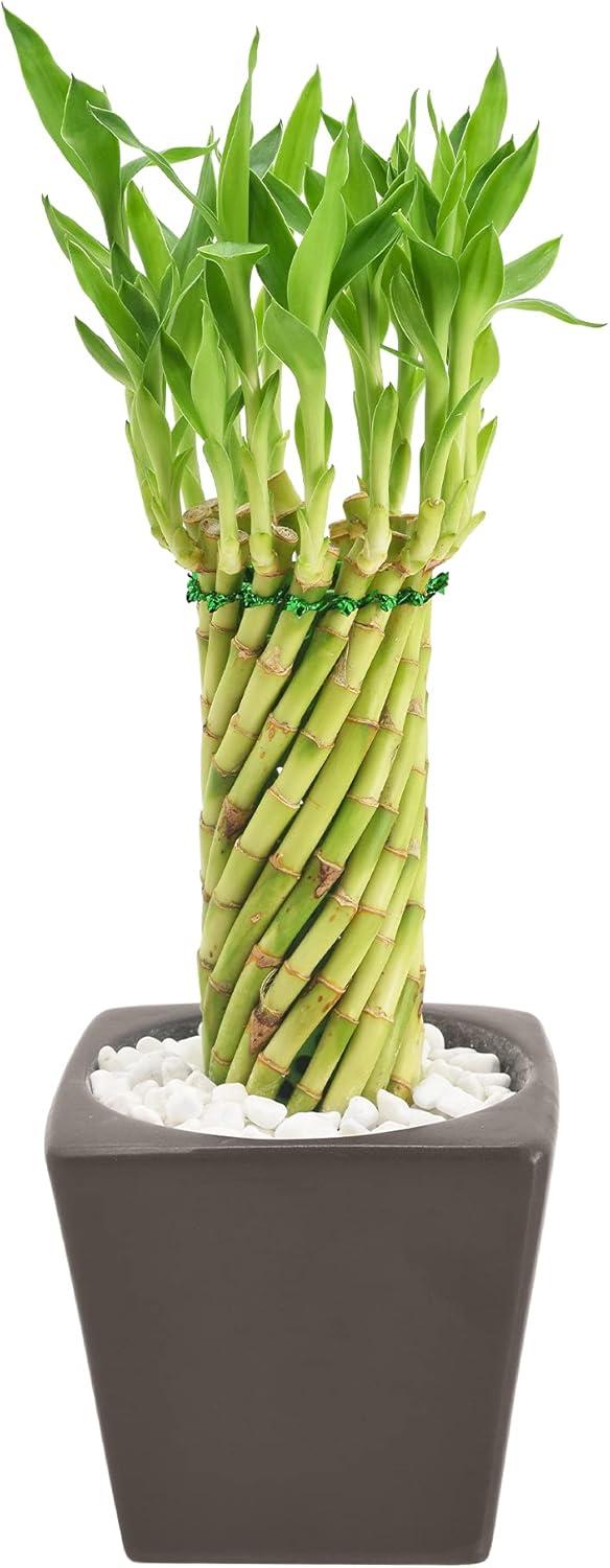 Arcadia Garden Products Carolina Live Bamboo Plant in Ceramic Planter