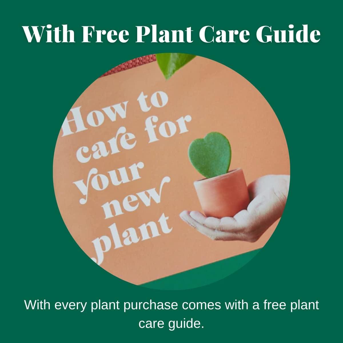 House Plant Shop | Spider 'Bonnie' - 4" Pot | Live Indoor Plant | Easy to Care | Natural Décor Plant | Great Gifts| Free Care Guide