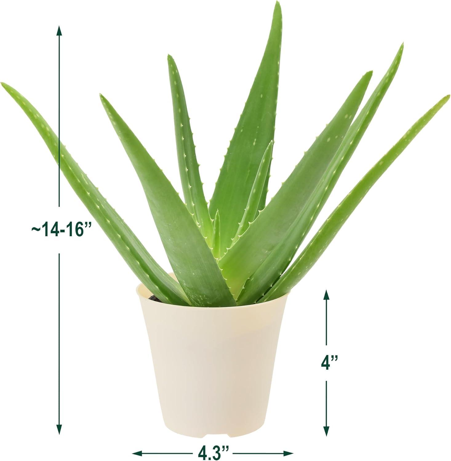 Large Aloe Vera Plant in Beige Plastic Pot, 4 Inches