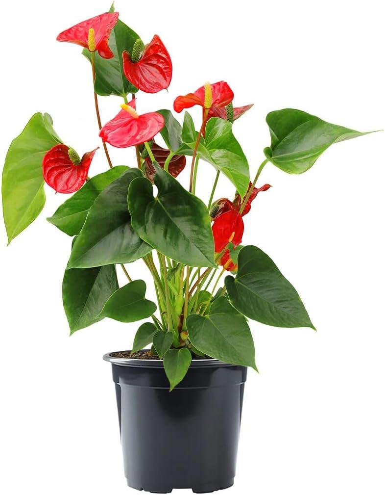 Red Anthurium in Black Pot, 18-Inch, Indoor/Outdoor Flowering Plant