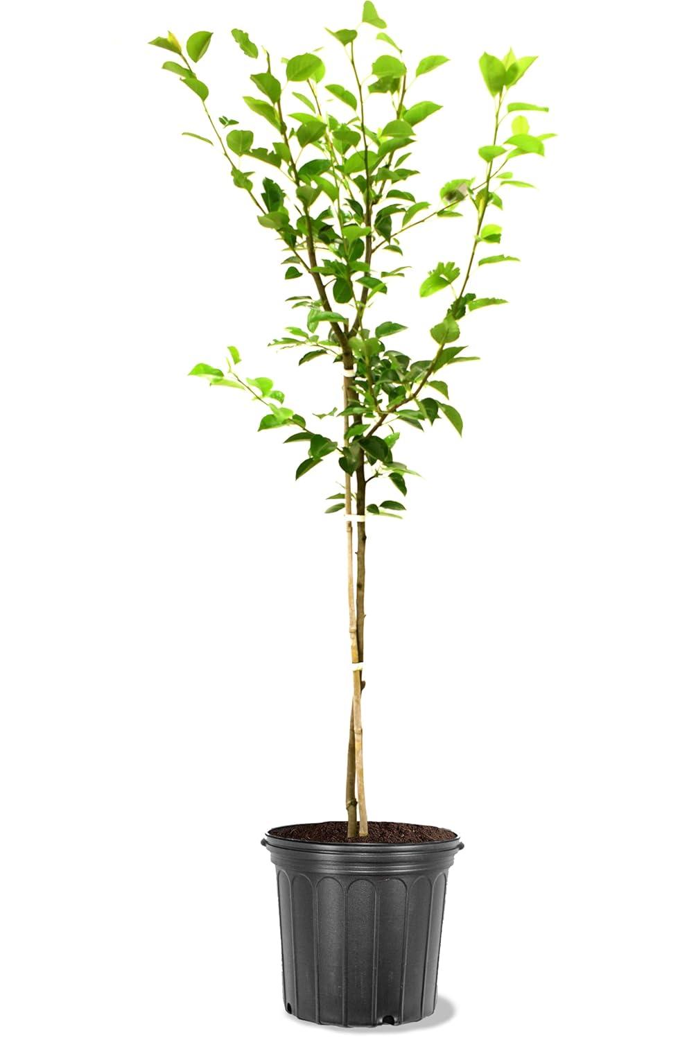 Plant Exchange Live Fruit Tree Orient Pear Outdoor Landscape Tree, 5-Gallon Pot